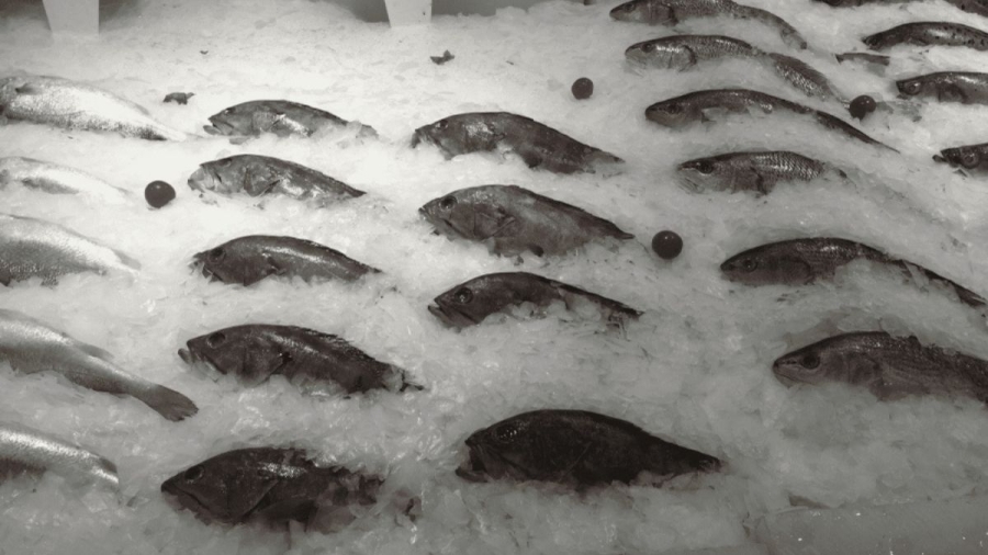 Preserving Freshness with the Power of Flake Ice in Industrial Refrigeration